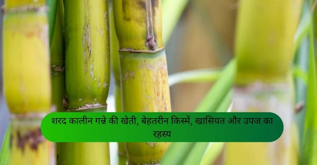 Sugarcane Farming