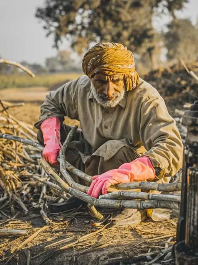 गन्ने की फसल में लगे हैं ये रोग, इस तरीके से करें उपाय,