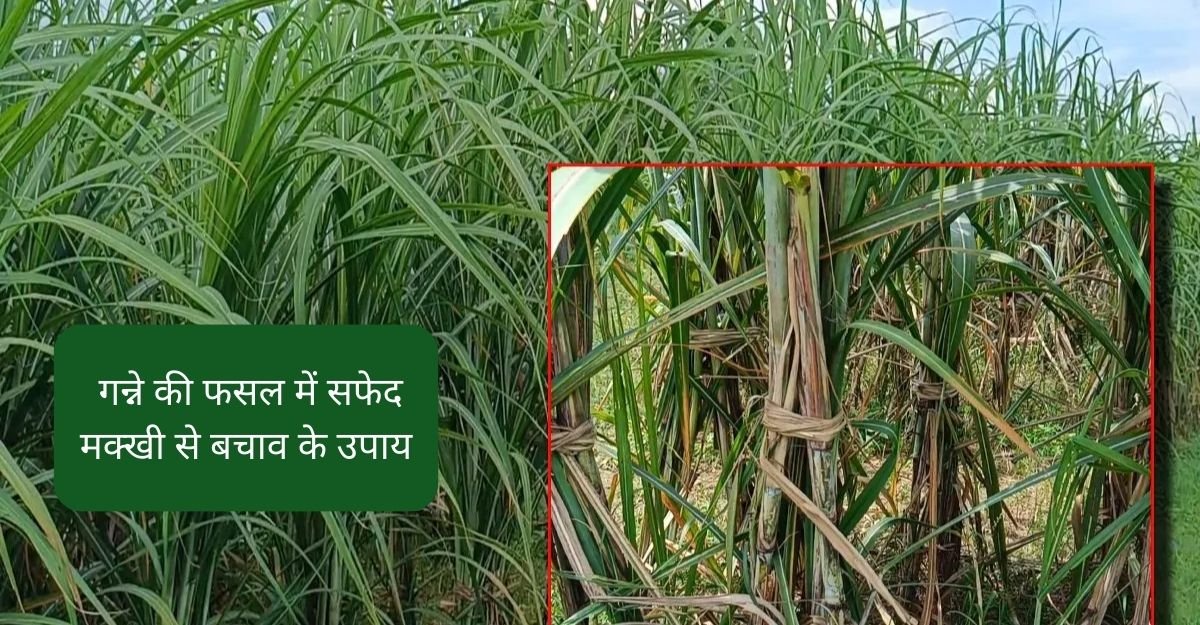 Sugarcane News