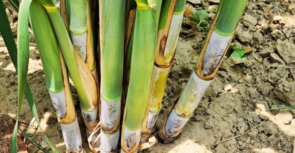 Cane Variety शरदकालीन गन्ने की टॉप 5 बेहतरीन किस्में, अभी करें खेती,