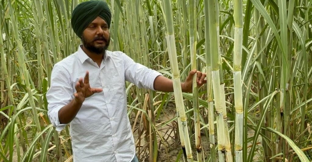 Cane Variety शरदकालीन गन्ने की टॉप 5 बेहतरीन किस्में, अभी करें खेती,