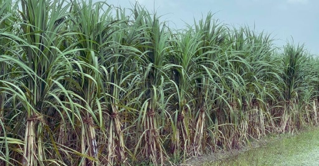 Cane Variety शरदकालीन गन्ने की टॉप 5 बेहतरीन किस्में, अभी करें खेती,