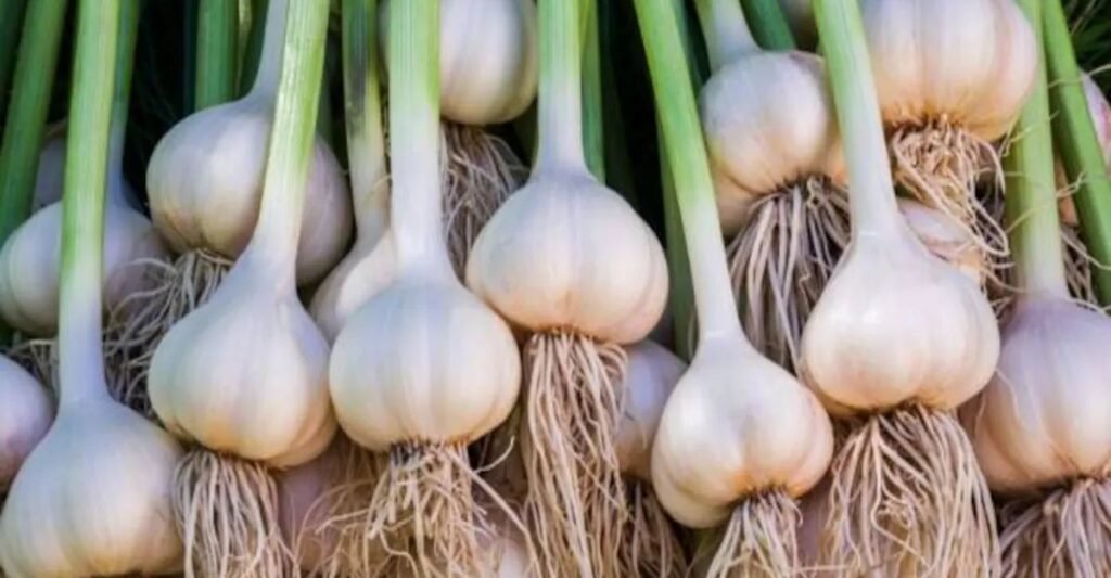 लहसुन (Garlic)