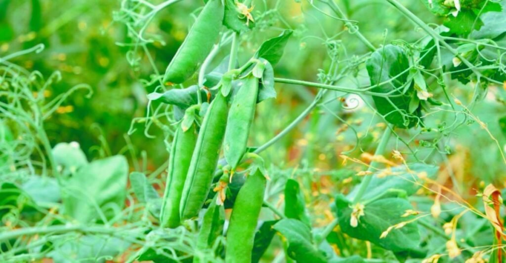 मटर (Peas)