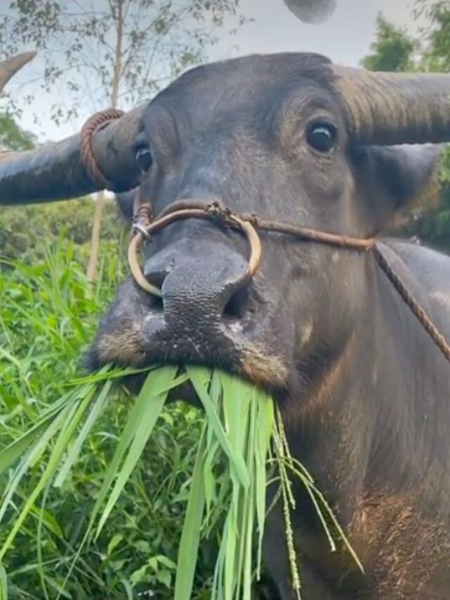 दुधारू गाय-भैंस को ये खरपतवार खिलाना पड़ सकता है बहुत भारी