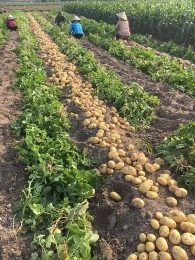 potato crop (8)