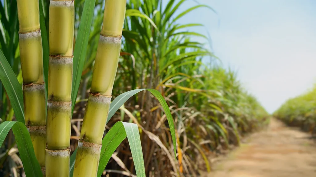 Sugarcane Variety