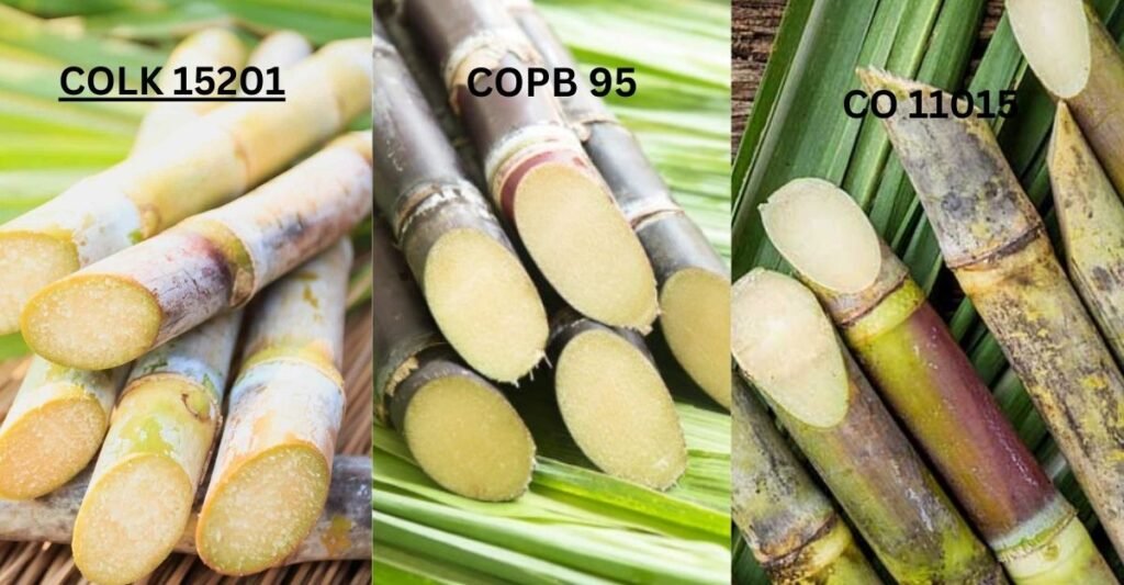 Sugarcane Variety