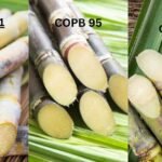 Sugarcane Variety