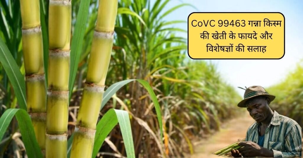 CoVC 99463 गन्ना किस्म की खेती के फायदे और विशेषज्ञों की सलाह