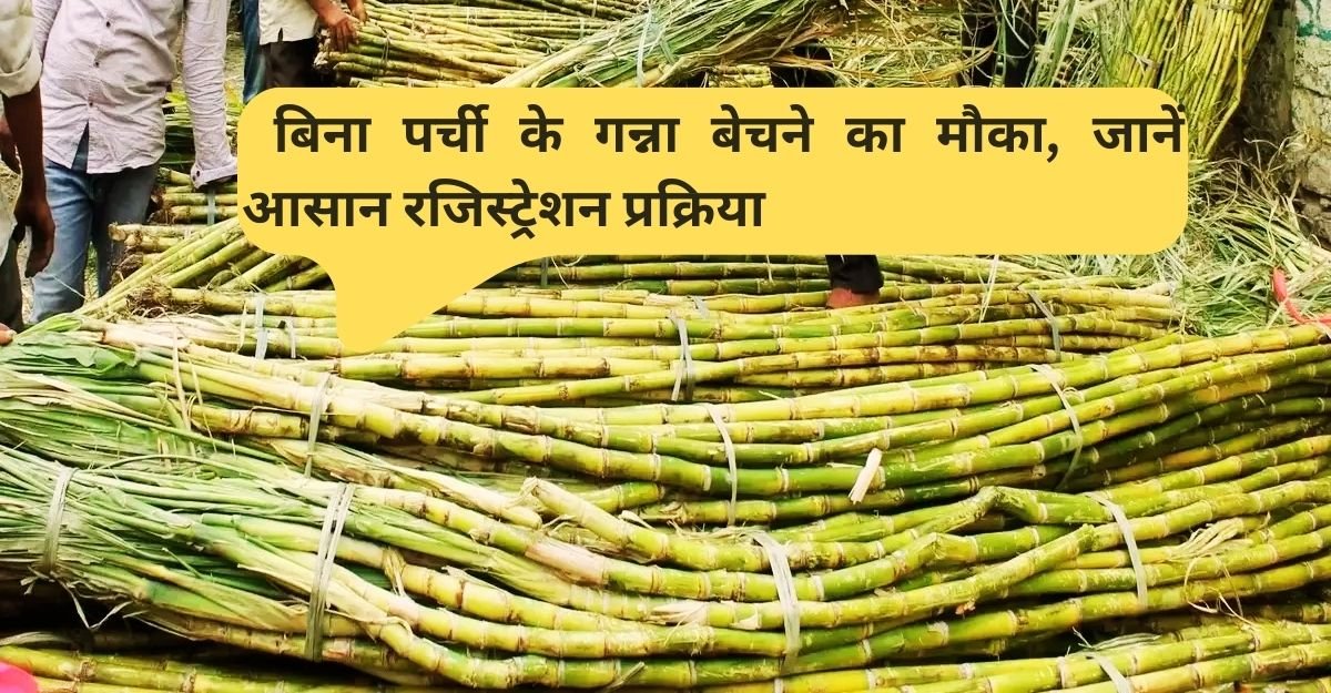 Cane up.in बिना पर्ची के गन्ना बेचने का मौका, जानें आसान रजिस्ट्रेशन प्रक्रिया