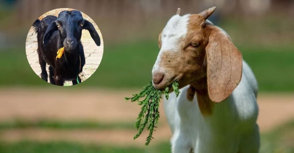 Goat News: बकरियों के चारे की कमी दूर करेंगी इस पेड़ की पत्तियां.