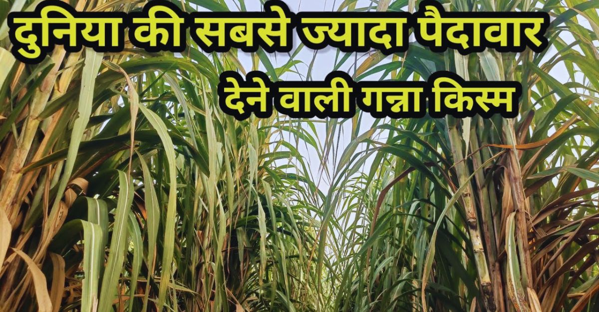 Cane Up.in यह है असली गन्ने की वैरायटी 8005